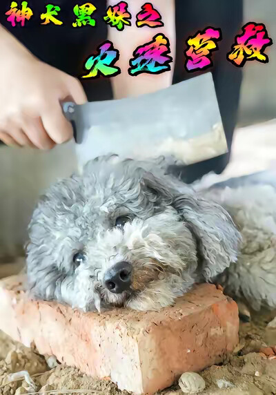 《神犬黑妹之火速營救》劇照