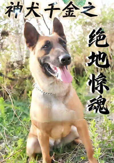 《神犬千金之絕地驚魂》劇照