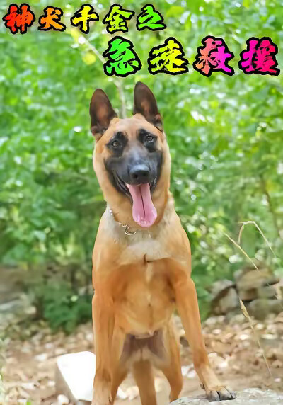 《神犬千金之急速救援》劇照