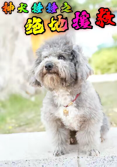 《神犬錘錘之絕地援救》劇照