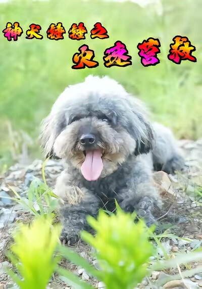 《神犬錘錘之火速營救》劇照