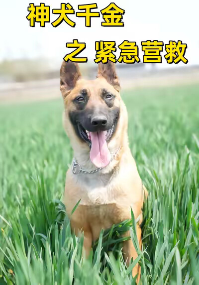 《神犬千金之緊急營救》劇照