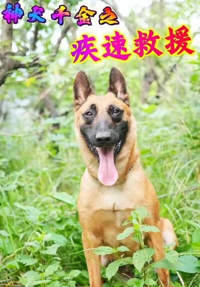 《神犬千金之疾速救援》劇照