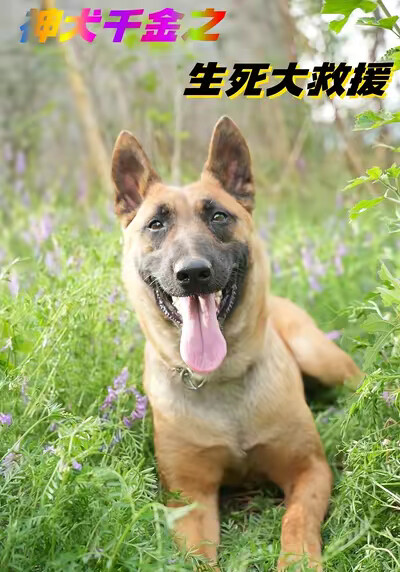 《神犬千金之生死大救援》劇照