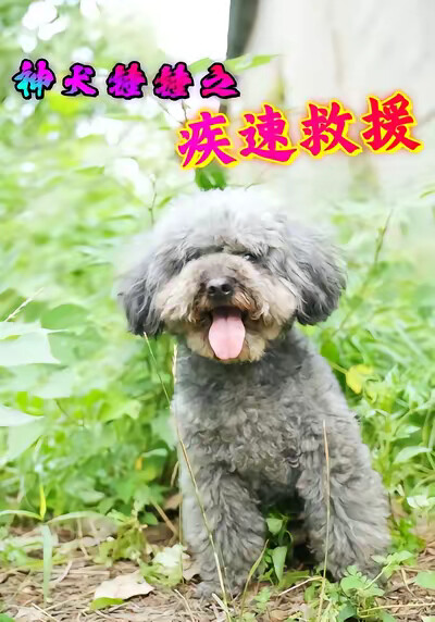 《神犬錘錘之疾速救援》劇照