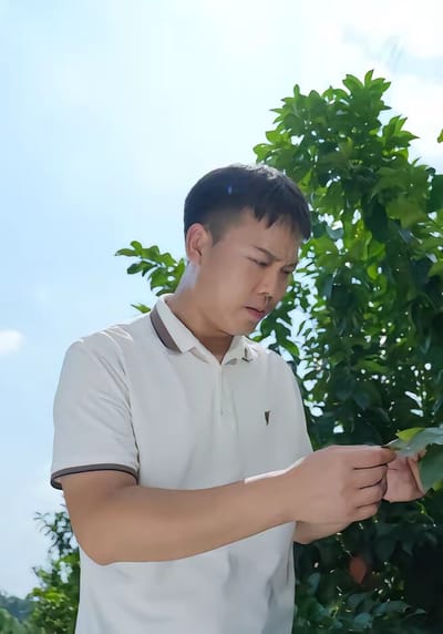 《花开柠乡》剧照