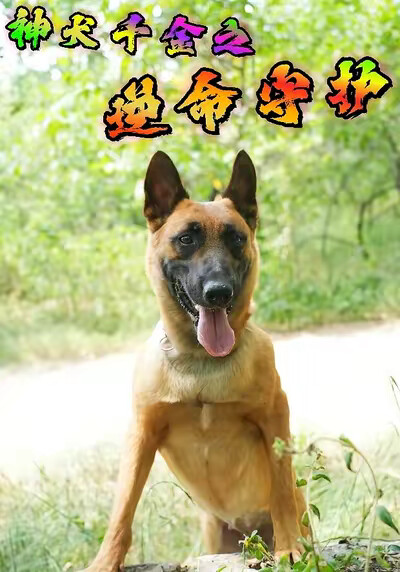 《神犬千金之逆命守護》劇照