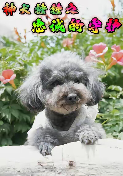 《神犬錘錘之忠誠的守護》劇照