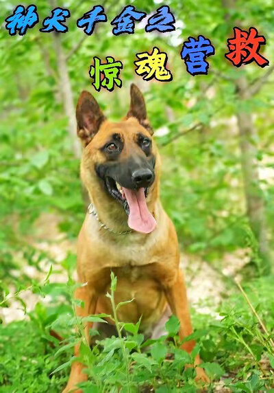《神犬千金之驚魂營救》劇照