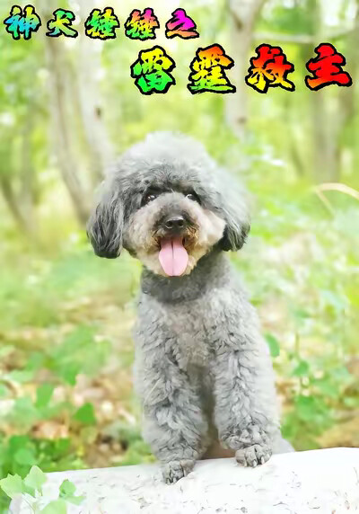 《神犬錘錘之雷霆救主》劇照