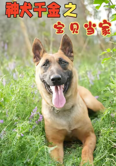 《神犬千金之宝贝当家》剧照
