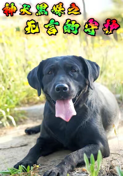 《神犬黑妹之无言的守护》剧照