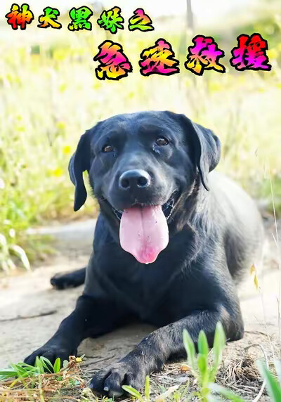《神犬黑妹之急速救援》剧照