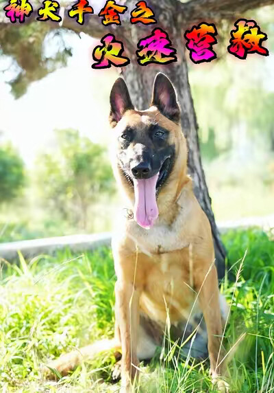 《神犬千金之火速營救》劇照