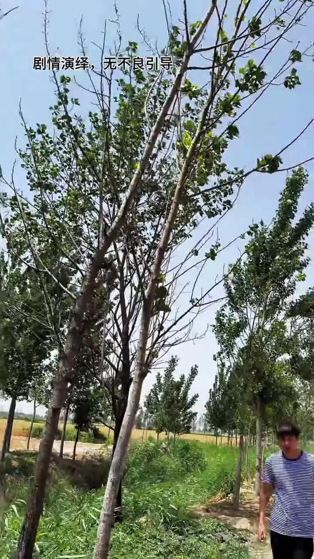 《黃土婚約》劇照