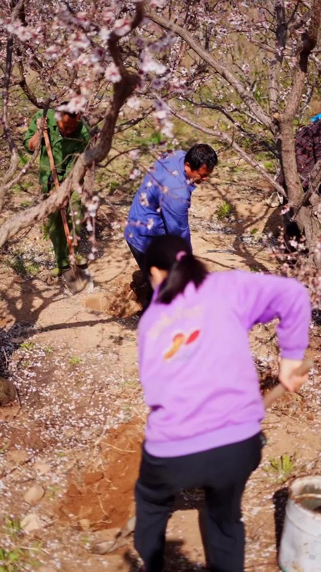 《花開石上又一春》劇照