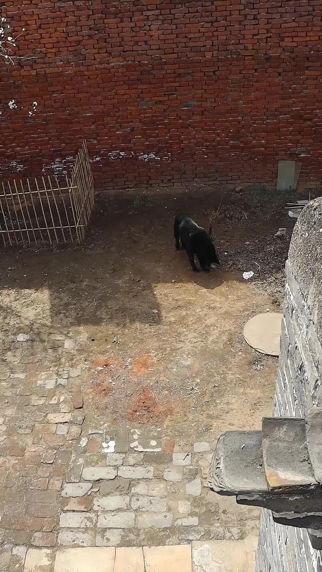 《血狼劫》劇照