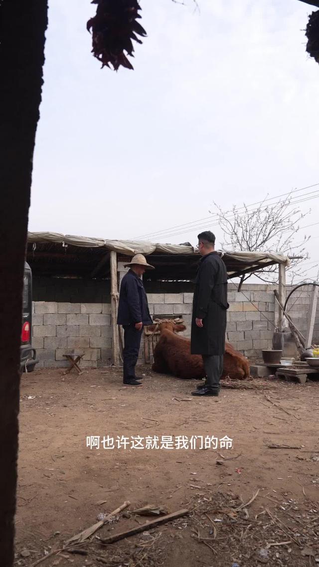 《別惹我的牛之它是牛魔王》劇照