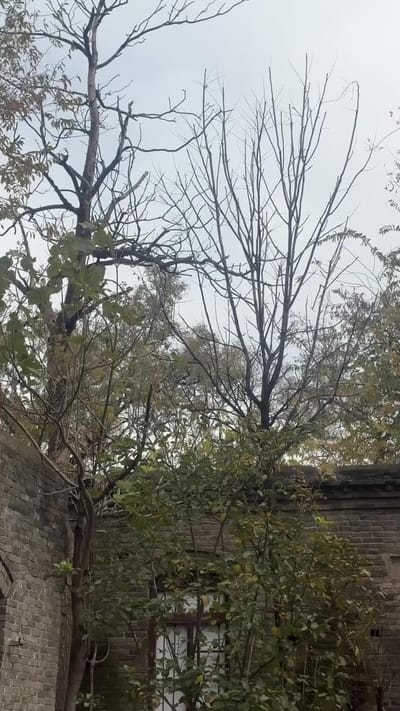 《雙生淚》劇照