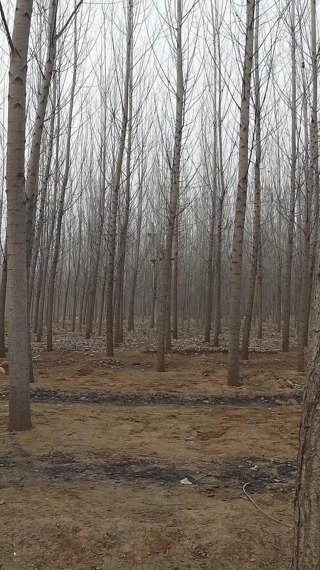 《血狼劫》劇照