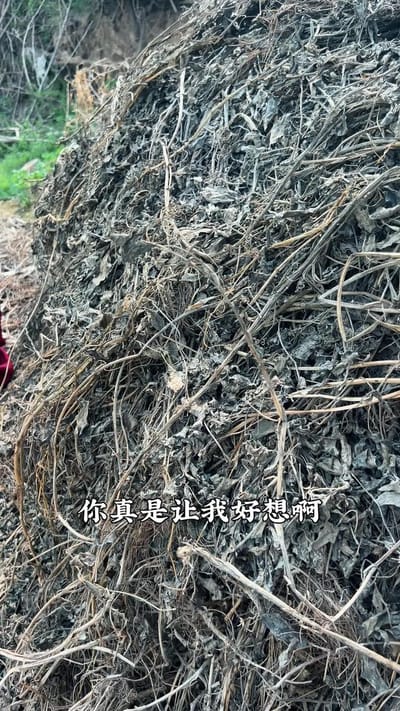《傻妹》劇照