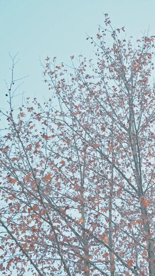 《低調下山，奈何師姐太耀眼》劇照