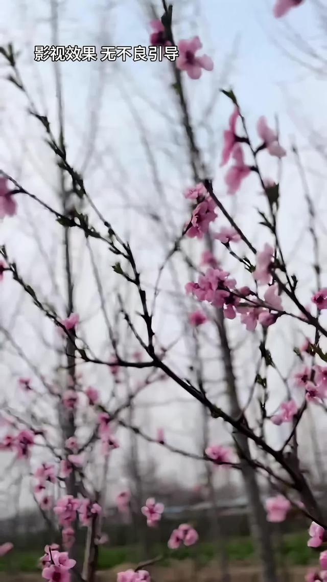 《远嫁女儿泪》剧照