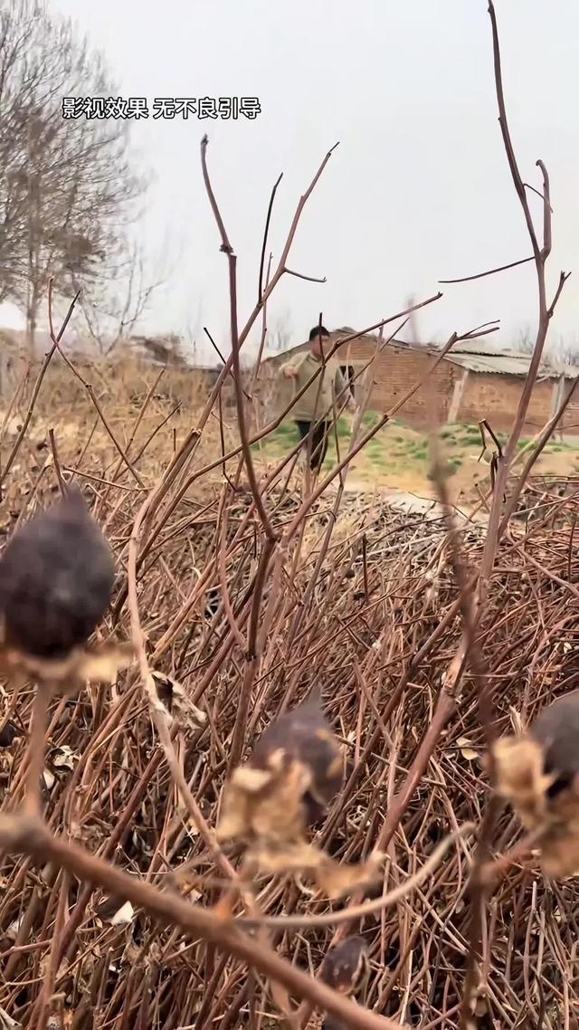 《远嫁女儿泪》剧照