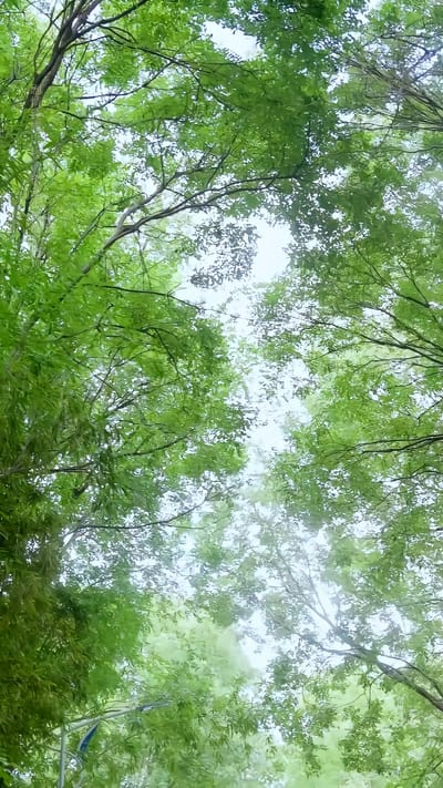 《許你盛夏歸來》劇照