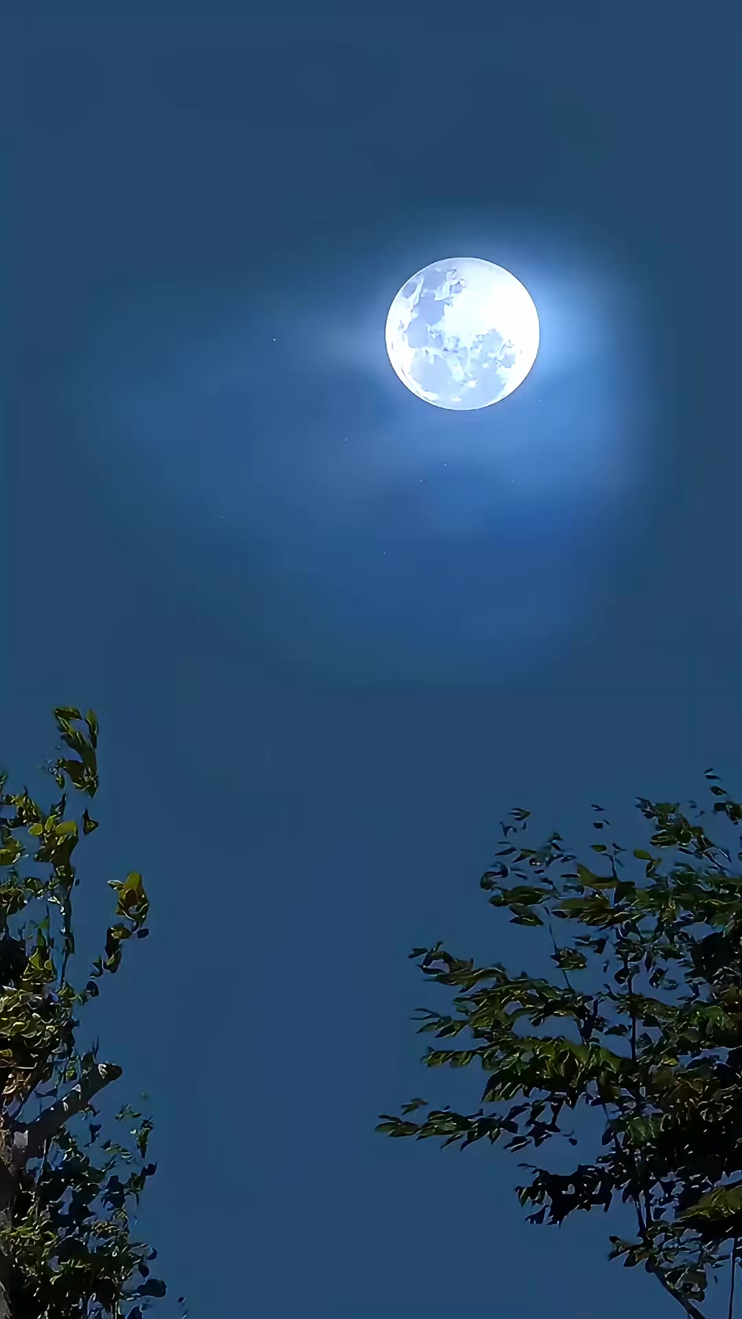 《血狼劫》劇照