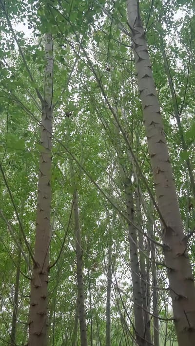 《詭影》劇照