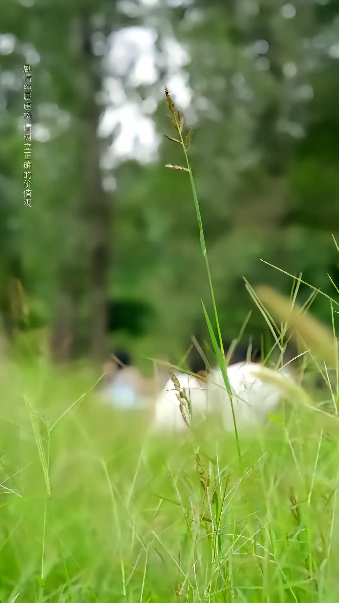 《許你盛夏歸來》劇照