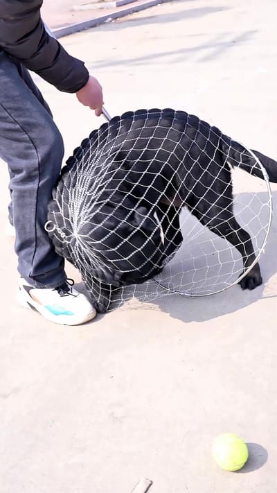 《神犬錘錘之緊急救援》劇照