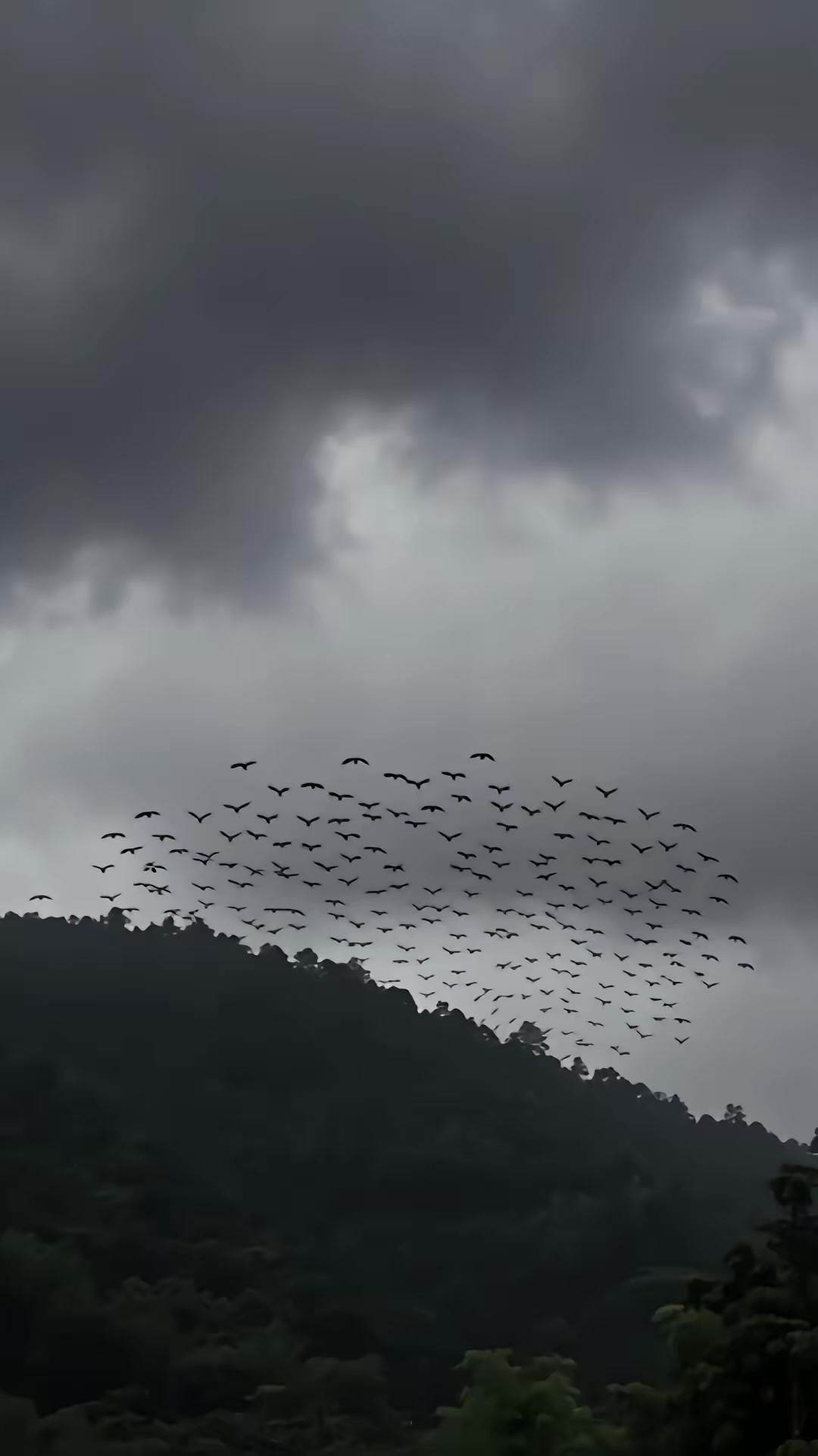 《萌娃知兽语，福运暖阖家》剧照