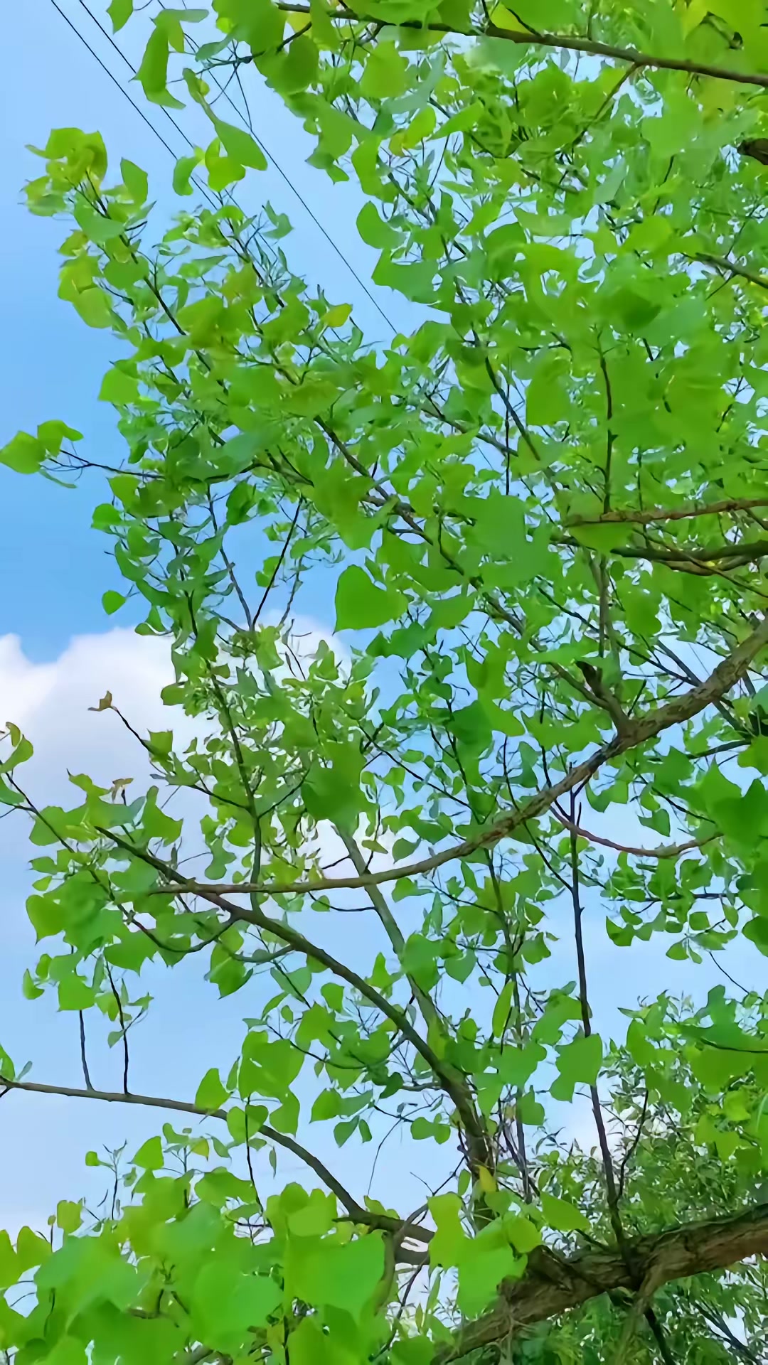 《兇狐》劇照