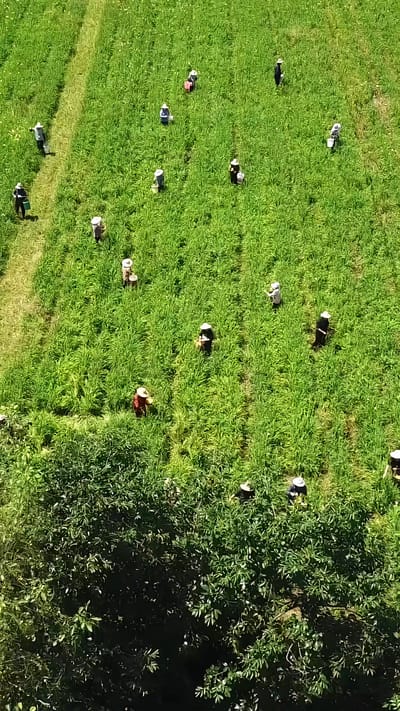 《草心难全》剧照