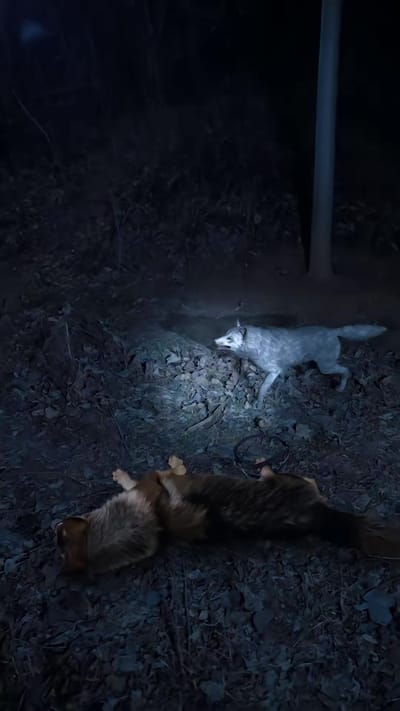 《人在鄉村扯犢子，珍獸找上門來了》劇照