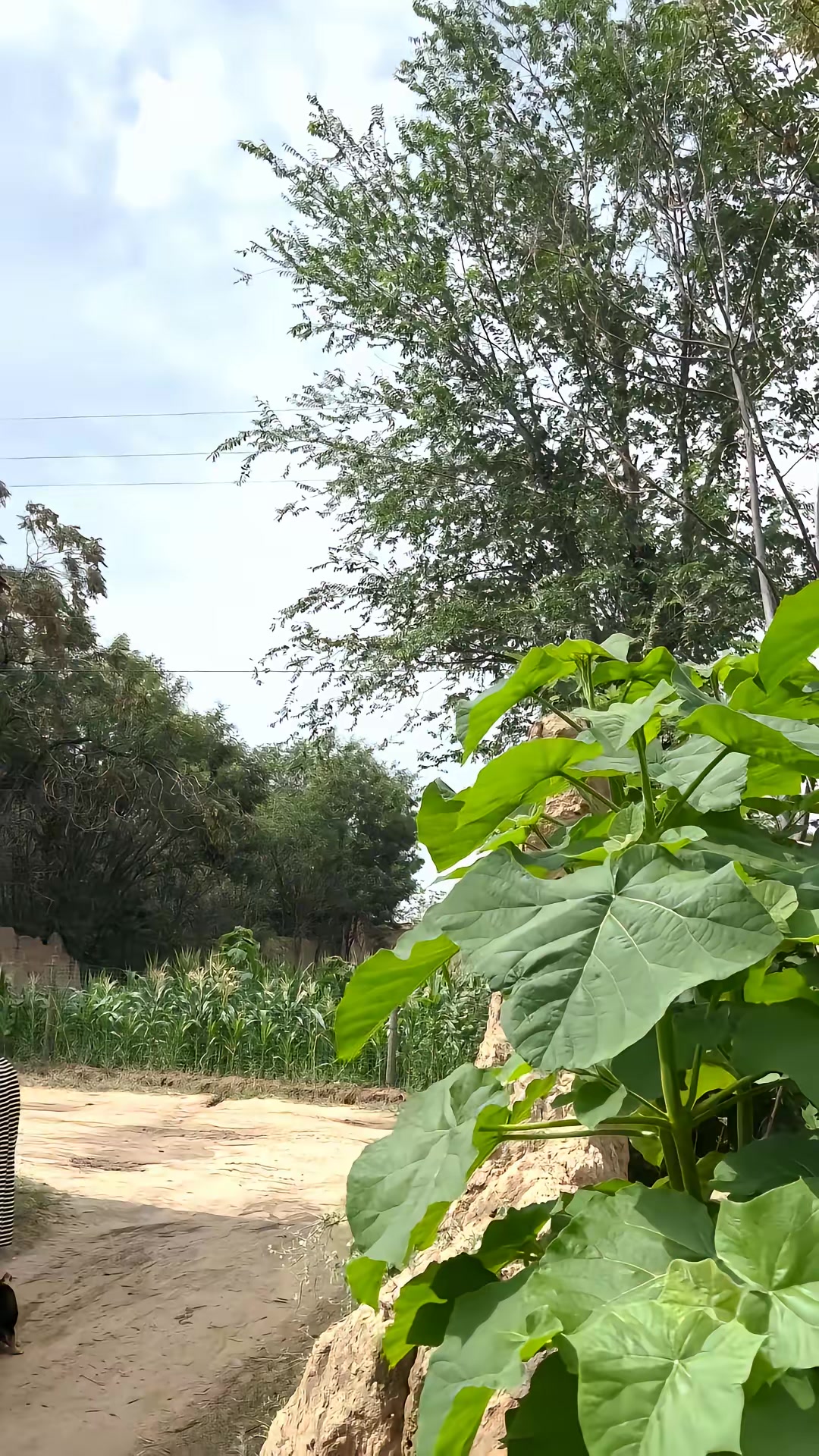 《向阳花》剧照