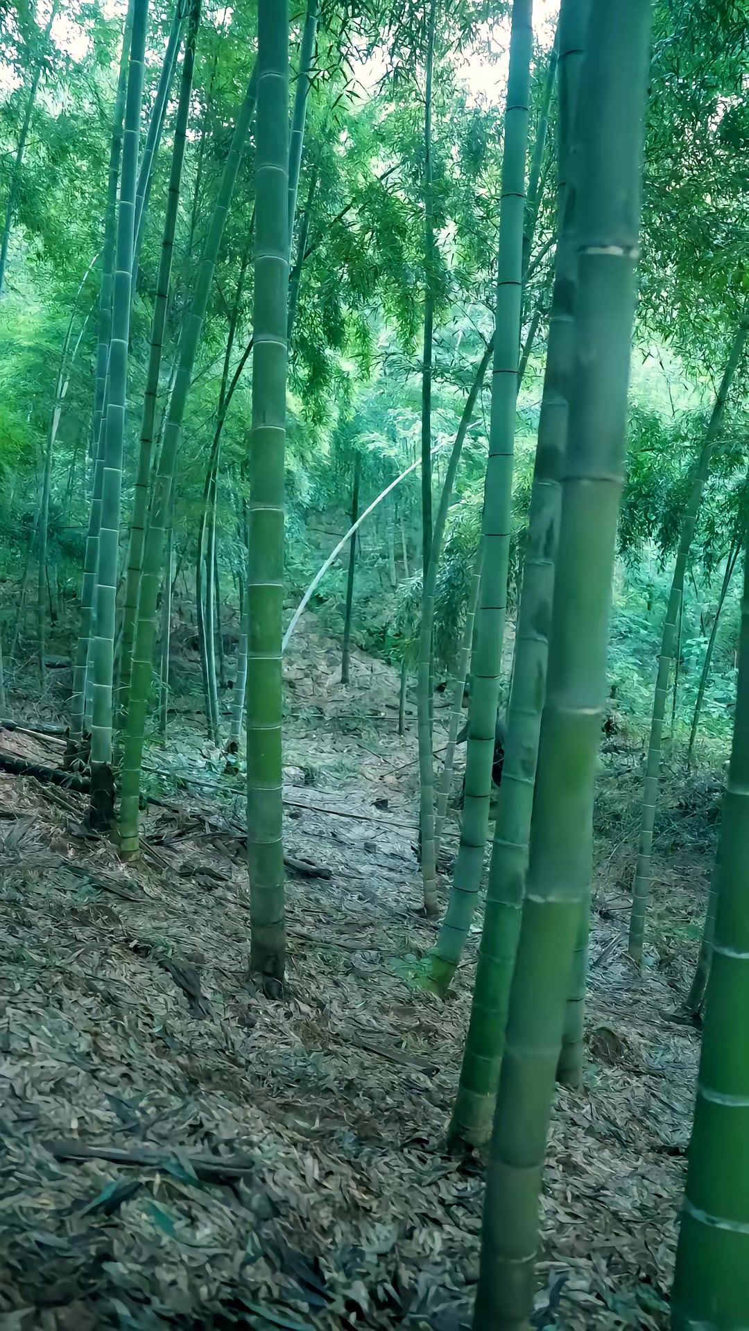 《白蛇咒》剧照