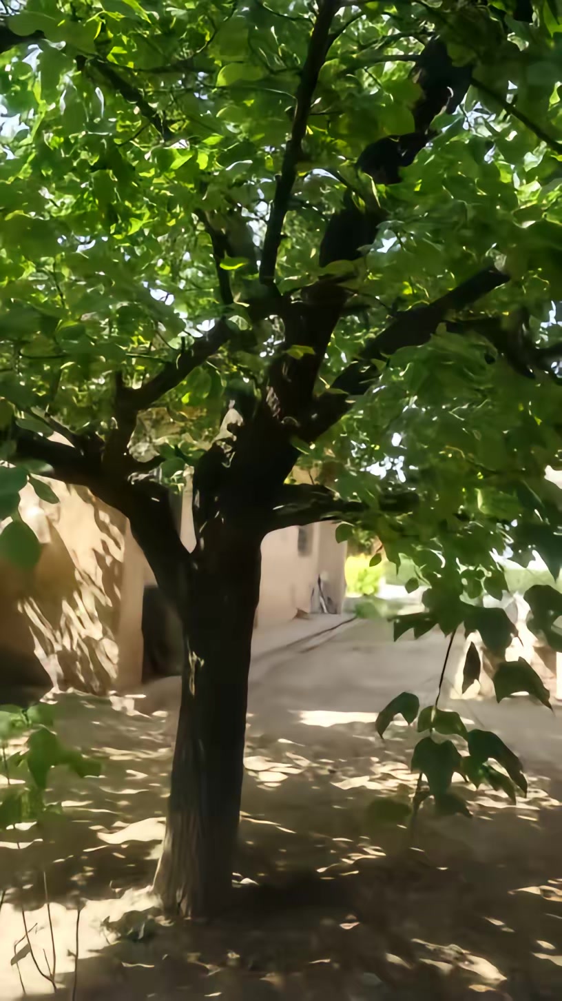 《草心难全》剧照