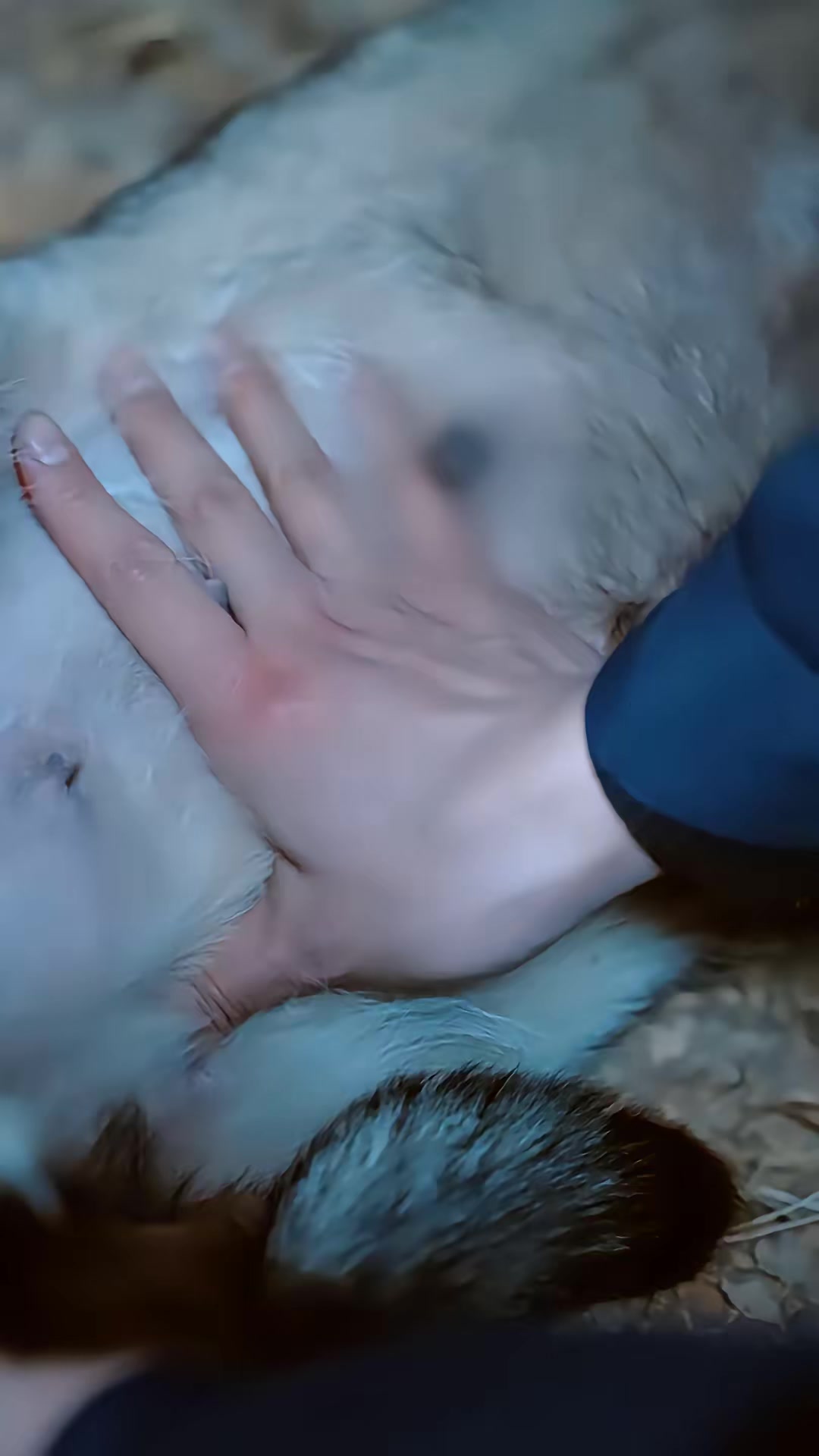 《人在鄉村扯犢子，珍獸找上門來了》劇照