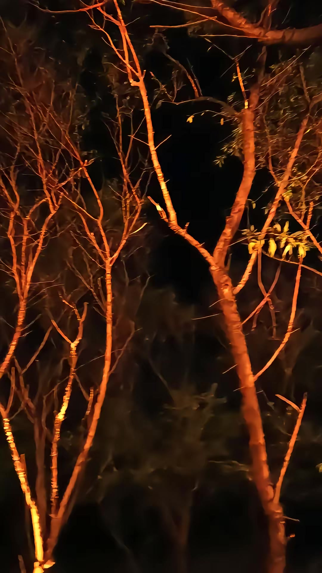 《狐鬧》劇照