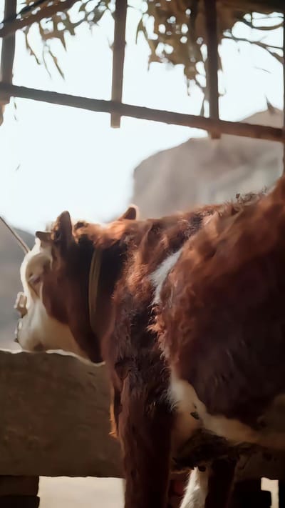 《人在鄉村扯犢子，珍獸找上門來了》劇照