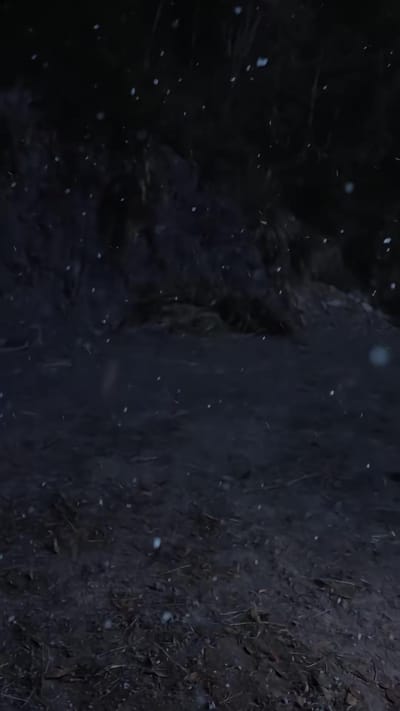 《七零弃婴：督司的锦鲤小福星》剧照