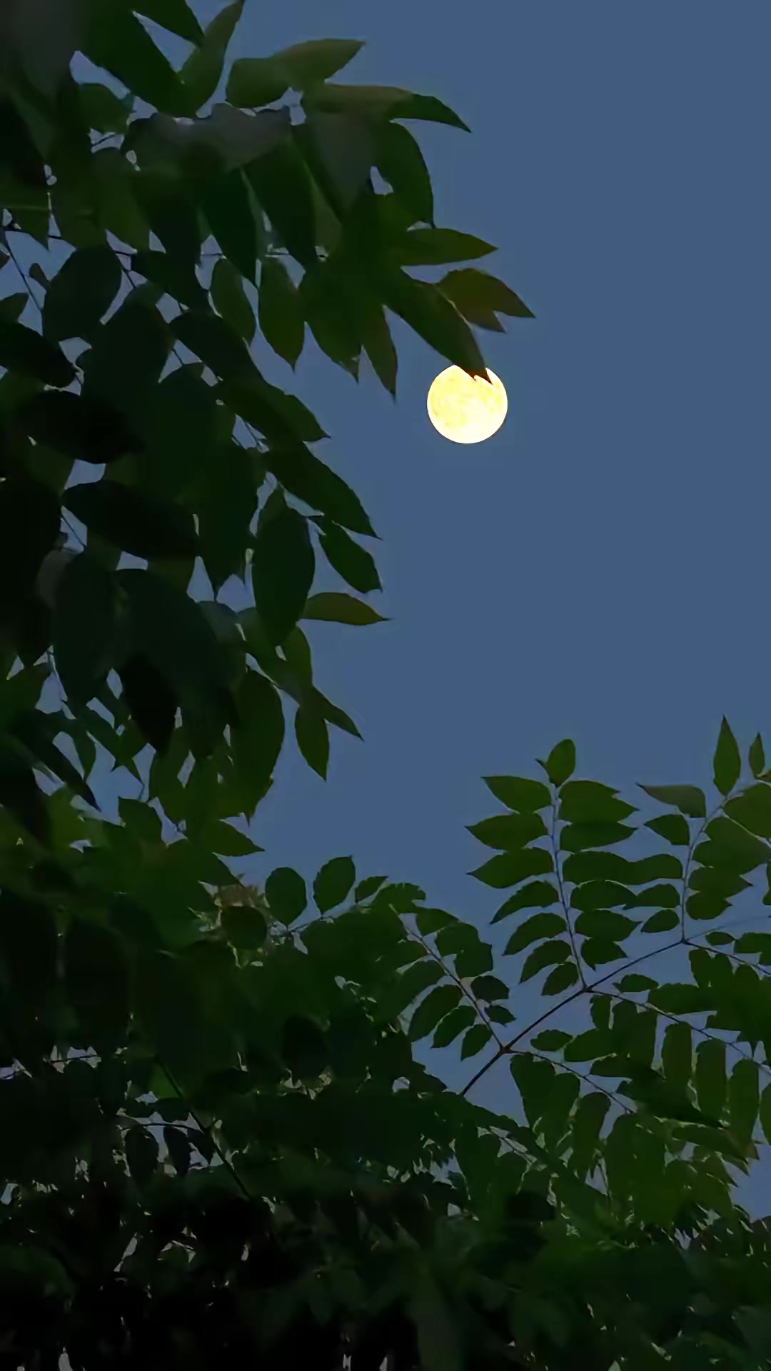《兇狐》劇照