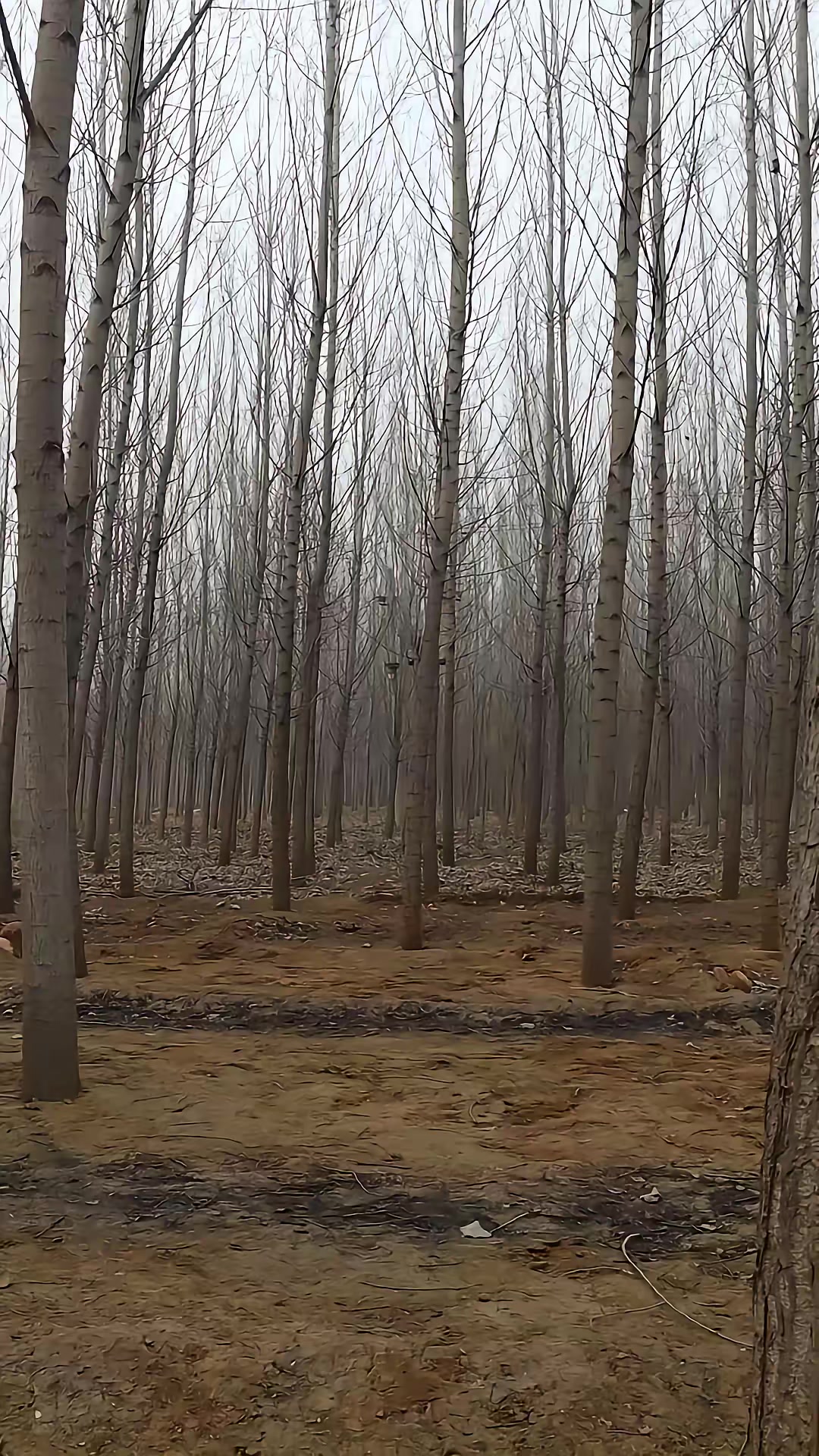 《血狼劫》劇照