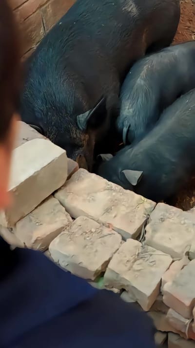 《人在鄉村扯犢子，珍獸找上門來了》劇照