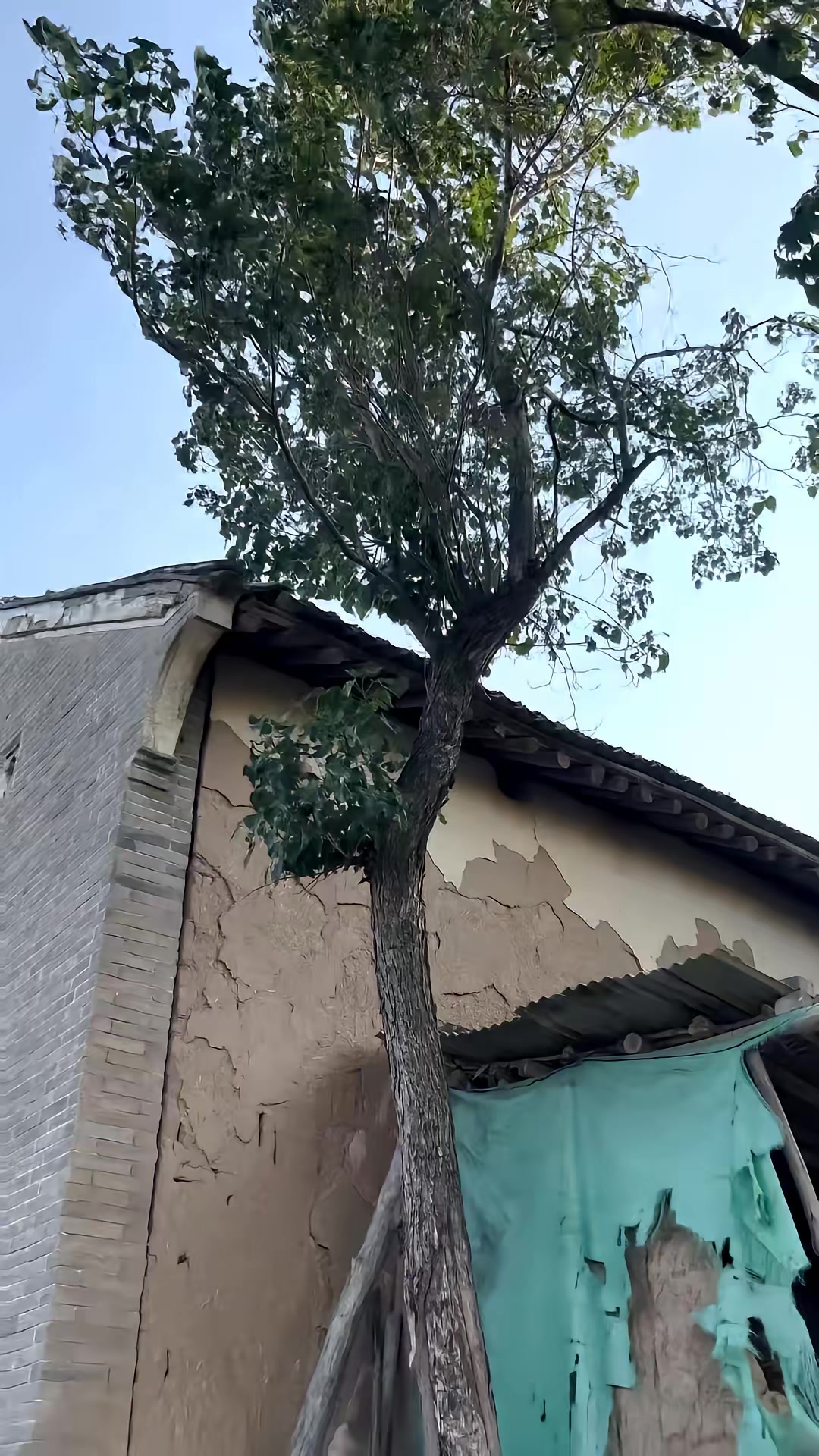 《向阳花》剧照