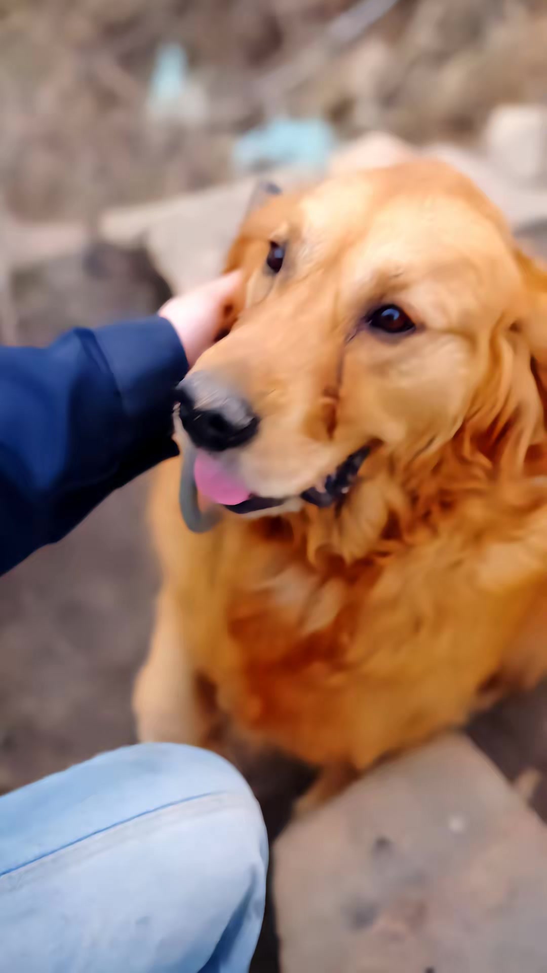《人在鄉村扯犢子，珍獸找上門來了》劇照