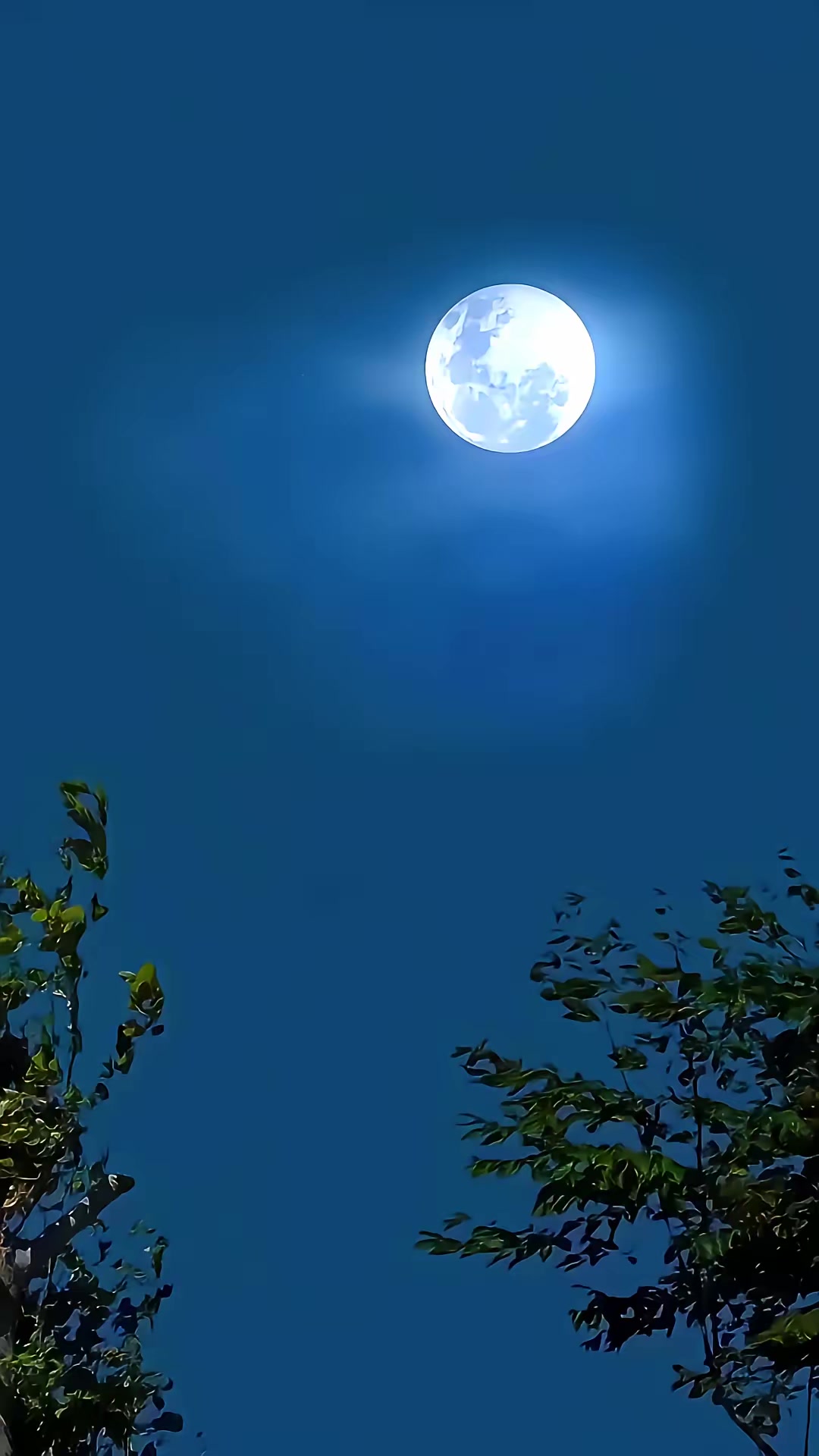《兇狐》劇照